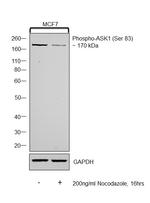 Phospho-ASK1 (Ser83) Antibody in Western Blot (WB)