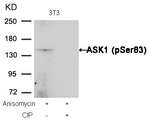 Phospho-ASK1 (Ser83) Antibody in Western Blot (WB)