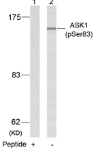 Phospho-ASK1 (Ser83) Antibody in Western Blot (WB)