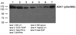 Phospho-ASK1 (Ser966) Antibody in Western Blot (WB)