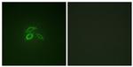 Phospho-MUC1 (Tyr1229) Polyclonal Antibody