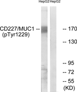 Phospho-MUC1 (Tyr1229) Antibody in Western Blot (WB)