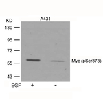 Phospho-c-Myc (Ser373) Antibody in Western Blot (WB)