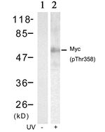 Phospho-c-Myc (Thr358) Antibody in Western Blot (WB)