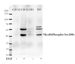 Phospho-MYOD (Ser200) Polyclonal Antibody