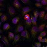 Phospho-NFkB p105/p50 (Ser337) Polyclonal Antibody