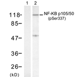 Phospho-NFkB p105/p50 (Ser337) Antibody in Western Blot (WB)