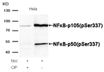Phospho-NFkB p105/p50 (Ser337) Antibody in Western Blot (WB)