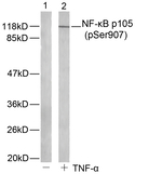 Phospho-NFkB p105 (Ser907) Antibody in Western Blot (WB)