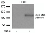 Phospho-NFkB p105 (Ser927) Antibody in Western Blot (WB)