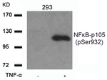 Phospho-NFkB p105 (Ser932) Antibody in Western Blot (WB)