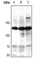 Phospho-iNOS (Tyr151) Antibody in Western Blot (WB)