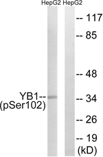 Phospho-YBX1 (Ser102) Antibody in Western Blot (WB)