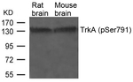 Phospho-TrkA (Tyr791) Antibody in Western Blot (WB)