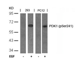 Phospho-PDPK1 (Ser241) Antibody in Western Blot (WB)
