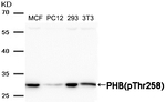 Phospho-Prohibitin (Thr258) Antibody in Western Blot (WB)