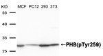 Phospho-Prohibitin (Tyr259) Polyclonal Antibody
