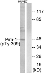 Phospho-PIM1 (Tyr309) Polyclonal Antibody