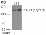 Phospho-PLCG1 (Tyr771) Antibody in Western Blot (WB)