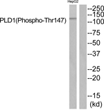 Phospho-PLD1 (Thr147) Polyclonal Antibody