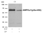 Phospho-AMPK alpha-1 (Ser496) Antibody in Western Blot (WB)