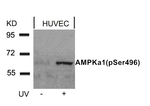 Phospho-AMPK alpha-1 (Ser496) Antibody in Western Blot (WB)