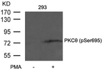 Phospho-PKC theta (Ser695) Antibody in Western Blot (WB)