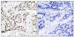 Phospho-JNK1 (Thr183) Polyclonal Antibody