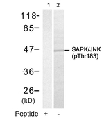 Phospho-JNK1 (Thr183) Antibody in Western Blot (WB)