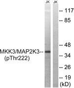 Phospho-MEK3 (Thr222) Antibody in Western Blot (WB)