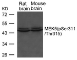 Phospho-MEK5 (Ser311, Thr315) Polyclonal Antibody