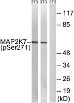 Phospho-MEK7 (Ser271) Antibody in Western Blot (WB)
