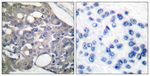 Phospho-SHP-1 (Tyr536) Antibody in Immunohistochemistry (Paraffin) (IHC (P))