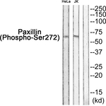 Phospho-Paxillin (Ser272) Antibody in Western Blot (WB)