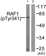 Phospho-c-Raf (Tyr341) Antibody in Western Blot (WB)