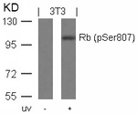 Phospho-Rb (Ser807) Antibody in Western Blot (WB)