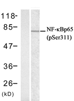 Phospho-NFkB p65 (Ser311) Antibody in Western Blot (WB)