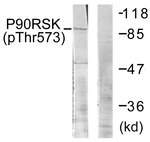 Phospho-RSK1 (Thr573) Antibody in Western Blot (WB)