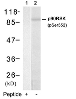 Phospho-RSK1 (Ser352) Antibody in Western Blot (WB)