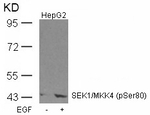 Phospho-MAP2K4 (Ser80) Antibody in Western Blot (WB)