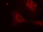 Phospho-SHC (Tyr349) Antibody in Immunocytochemistry (ICC/IF)