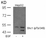 Phospho-SHC (Tyr349) Antibody in Western Blot (WB)