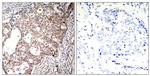 Phospho-SHC (Tyr427) Antibody in Immunohistochemistry (Paraffin) (IHC (P))
