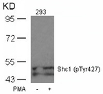 Phospho-SHC (Tyr427) Antibody in Western Blot (WB)