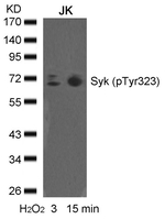 Phospho-Syk (Tyr323) Antibody in Western Blot (WB)