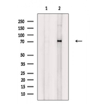 Phospho-Syk (Tyr352) Antibody in Western Blot (WB)