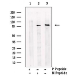 Phospho-Syk (Tyr352) Antibody in Western Blot (WB)