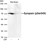 Phospho-Synapsin 1 (Ser549) Antibody in Western Blot (WB)