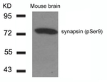 Phospho-Synapsin 1 (Ser9) Antibody in Western Blot (WB)
