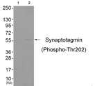 Phospho-Synaptotagmin 1 (Thr202) Antibody in Western Blot (WB)